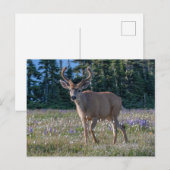 Blacktail Deer Buck | Nationaal Olympisch Park Briefkaart (Voorkant / Achterkant)