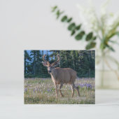 Blacktail Deer Buck | Nationaal Olympisch Park Briefkaart (Staand voorkant)