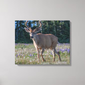 Blacktail Deer Buck | Nationaal Olympisch Park Canvas Afdruk (Voorkant)
