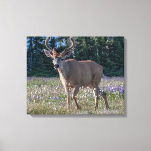 Blacktail Deer Buck   Nationaal Olympisch Park Canvas Afdruk