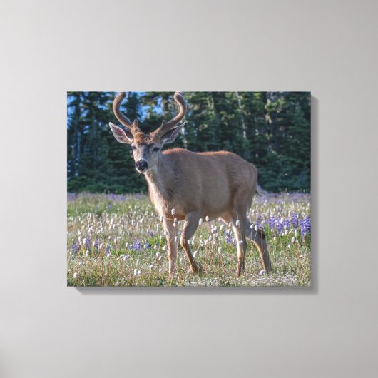 Blacktail Deer Buck | Nationaal Olympisch Park Canvas Afdruk (Voorkant)