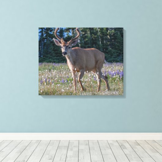 Blacktail Deer Buck | Nationaal Olympisch Park Canvas Afdruk (Insitu (Houten vloer))