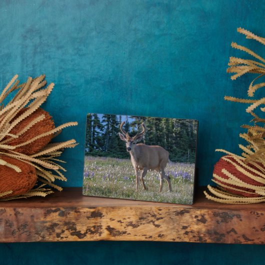 Blacktail Deer Buck | Nationaal Olympisch Park Fotoplaat (Zijkant)
