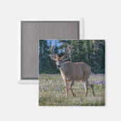 Blacktail Deer Buck | Nationaal Olympisch Park Magneet (Voorkant / Achterkant)