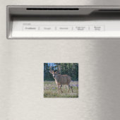 Blacktail Deer Buck | Nationaal Olympisch Park Magneet (Insitu (Vaatwasser))