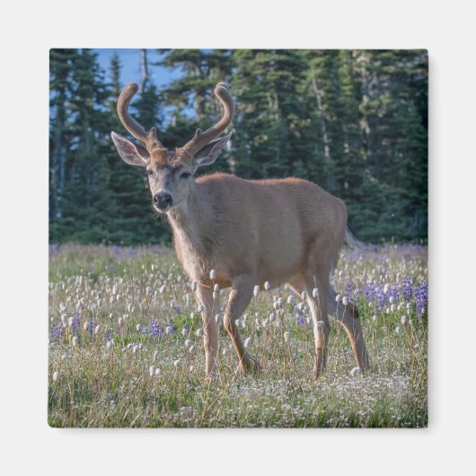 Blacktail Deer Buck | Nationaal Olympisch Park Magneet (Voorkant)