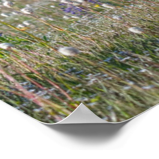 Blacktail Deer Buck | Nationaal Olympisch Park Poster (Hoek)