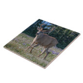 Blacktail Deer Buck | Nationaal Olympisch Park Tegeltje (Zijkant)