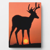 Blacktail of Mule Deer | Nationaal Olympisch Park Fotoplaat (voorkant)