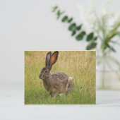 Blacktailed Jackrabbit in Field Briefkaart (Staand voorkant)