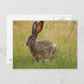 Blacktailed Jackrabbit in Field Briefkaart (Voorkant / Achterkant)