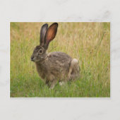 Blacktailed Jackrabbit in Field Briefkaart (Voorkant)