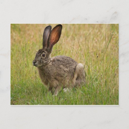 Blacktailed Jackrabbit in Field Briefkaart (Voorkant)