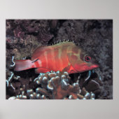 Blacktip Grouper Poster (Voorkant)
