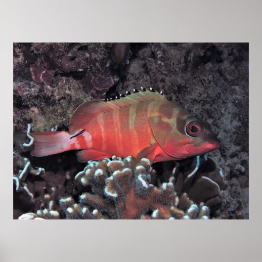 Blacktip Grouper Poster (Voorkant)