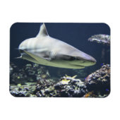 Blacktip Shark zwemmen in koraal Magneet (Horizontaal)