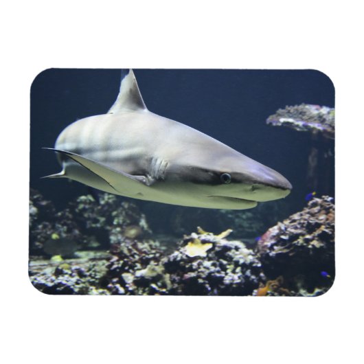 Blacktip Shark zwemmen in koraal Magneet (Horizontaal)
