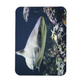 Blacktip Shark zwemmen in koraal Magneet (Verticaal)