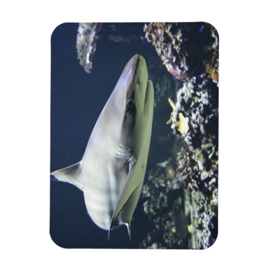 Blacktip Shark zwemmen in koraal Magneet (Verticaal)