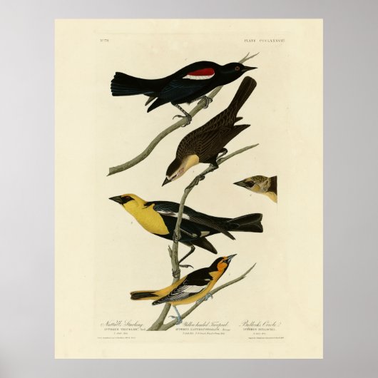 Blackvogels en Oriole, Amerikaanse vogels van Audu Poster (Voorkant)