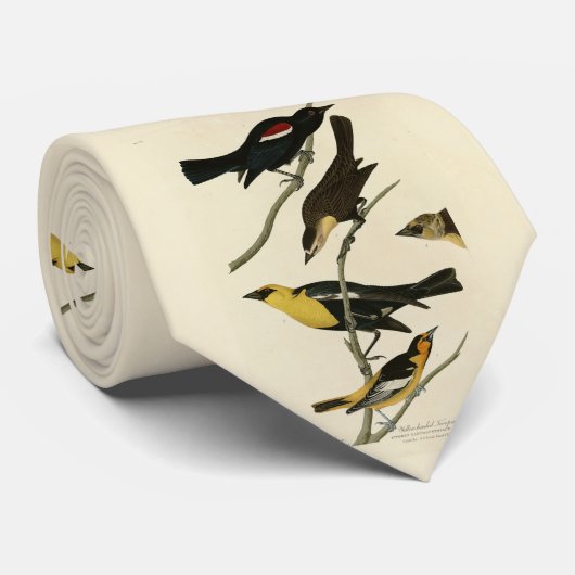 Blackvogels en Oriole, Amerikaanse vogels van Audu Stropdas (Opgerold)