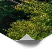 Blackwater Canyon, Blackwater Herfsten State Park, Poster (Hoek)