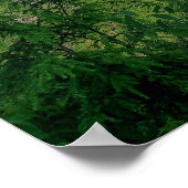 Blackwater Canyon, Blackwater Herfsten State Park, Poster (Hoek)