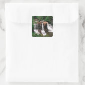 Blackwater Herfsten, West Virginia, schilderachtig Vierkante Sticker (Tas)