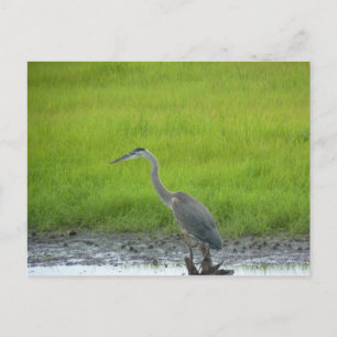 Blackwater National Wildlife Refuge Briefkaart
