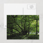 Blackweir Bossen, Bute Park, Cardiff Wales Briefka Briefkaart (Voorkant / Achterkant)