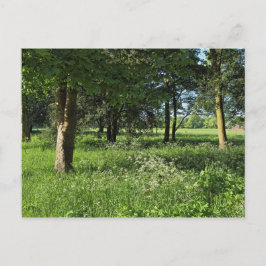 Blackweir Bossen, Bute Park, Cardiff Wales Briefkaart