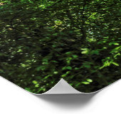 Blackweir Bossen, Bute Park, Cardiff Wales Poster (Hoek)