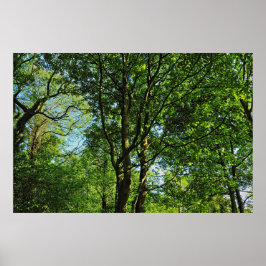 Blackweir Bossen, Bute Park, Cardiff Wales Poster