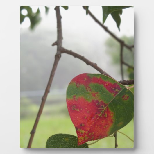 blad dat de rode Herfst in Florida verandert Fotoplaat (Voorkant)