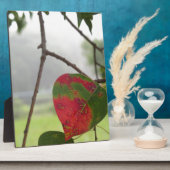 blad dat de rode Herfst in Florida verandert Fotoplaat (Zijkant)