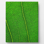 Blad Fotoplaat (Voorkant)