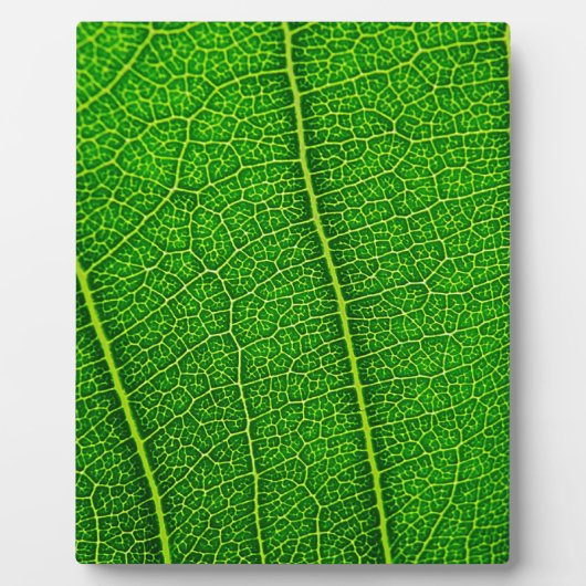 Blad Fotoplaat (Voorkant)