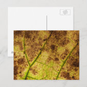 Blad - Macro Afbeelding Herfst herfstbladeren Briefkaart (Voorkant / Achterkant)