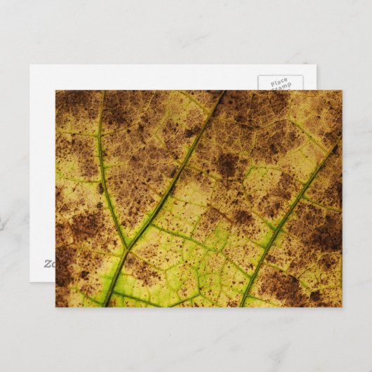 Blad - Macro Afbeelding Herfst herfstbladeren Briefkaart (Voorkant / Achterkant)