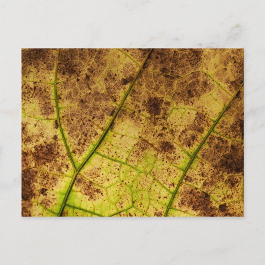Blad - Macro Afbeelding Herfst herfstbladeren Briefkaart (Voorkant)