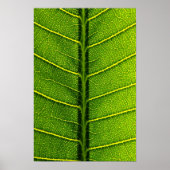 blad poster (Voorkant)