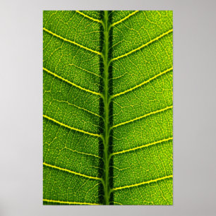 blad poster