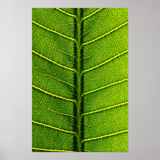 blad poster (Voorkant)