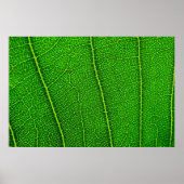 Blad Poster (Voorkant)