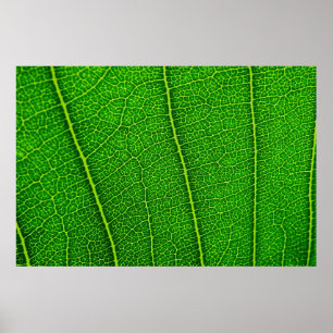 Blad Poster