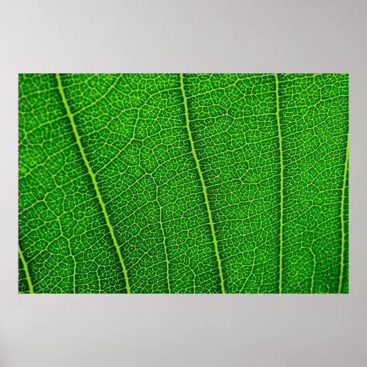 Blad Poster (Voorkant)