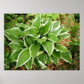 Blad van de Hosta Plantainlelie Poster (Voorkant)