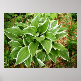 Blad van de Hosta Plantainlelie Poster