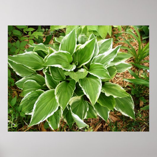 Blad van de Hosta Plantainlelie Poster (Voorkant)