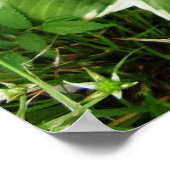 Blad van de Hosta Plantainlelie Poster (Hoek)